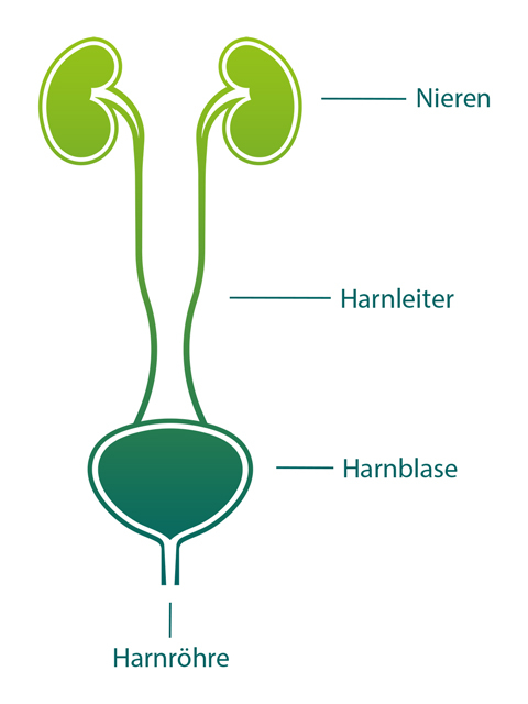 solidago-harnblase-harnleiter-und-nieren